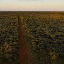 זה נורא וזה לא מגוון ביולוגית". עצי מולגה לוכדי פחמן בקווינסלנד. | מתיו אבוט, הוושינגטון פוסט