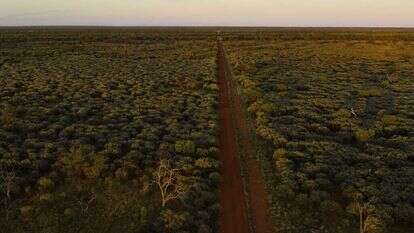 זה נורא וזה לא מגוון ביולוגית". עצי מולגה לוכדי פחמן בקווינסלנד. | מתיו אבוט, הוושינגטון פוסט
