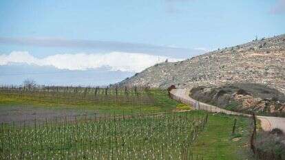 כרם זיתים באזור שילה, אילוסטרציה. | Sraya Diamant/ Flash90