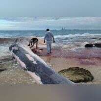 גופת הלווייתן. | קובי סופר רשות הטבע והגנים