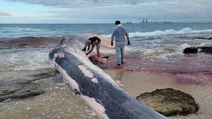 גופת הלווייתן. | קובי סופר רשות הטבע והגנים