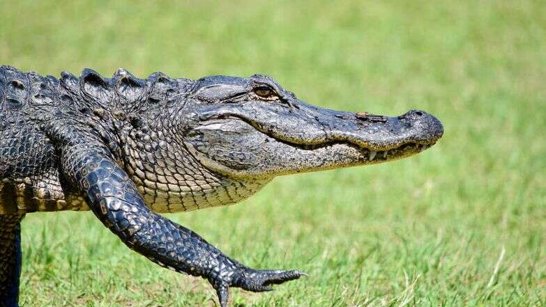 תנין. | שאטרסטוק