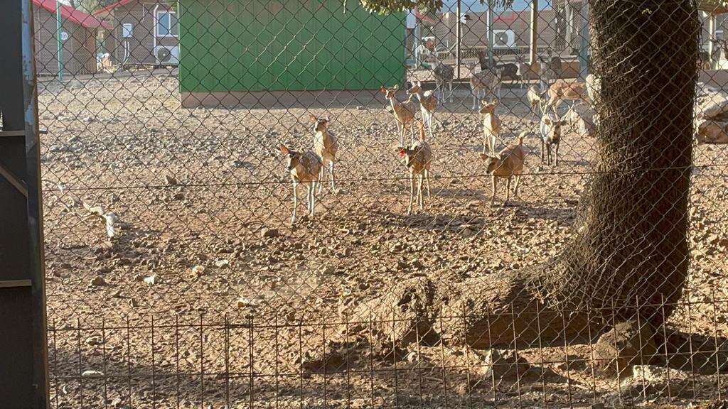 יער האיילים. | רשות הטבע והגנים