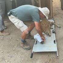 טיפול באייל ביער באיילים. | רשות הטבע והגנים