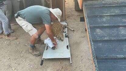 טיפול באייל ביער באיילים. | רשות הטבע והגנים