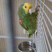 שתיים מהציפורים שנמצאו. | רשות הטבע והגנים