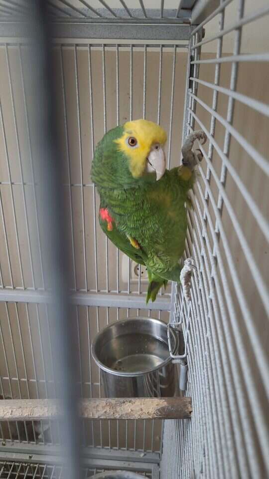 אחת מהציפורים שנמצאו. | רשות הטבע והגנים