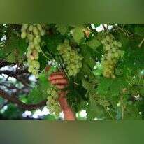 בציר ענבים. | נאסר אישתייה, פלאש 90