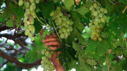 בציר ענבים. | נאסר אישתייה, פלאש 90