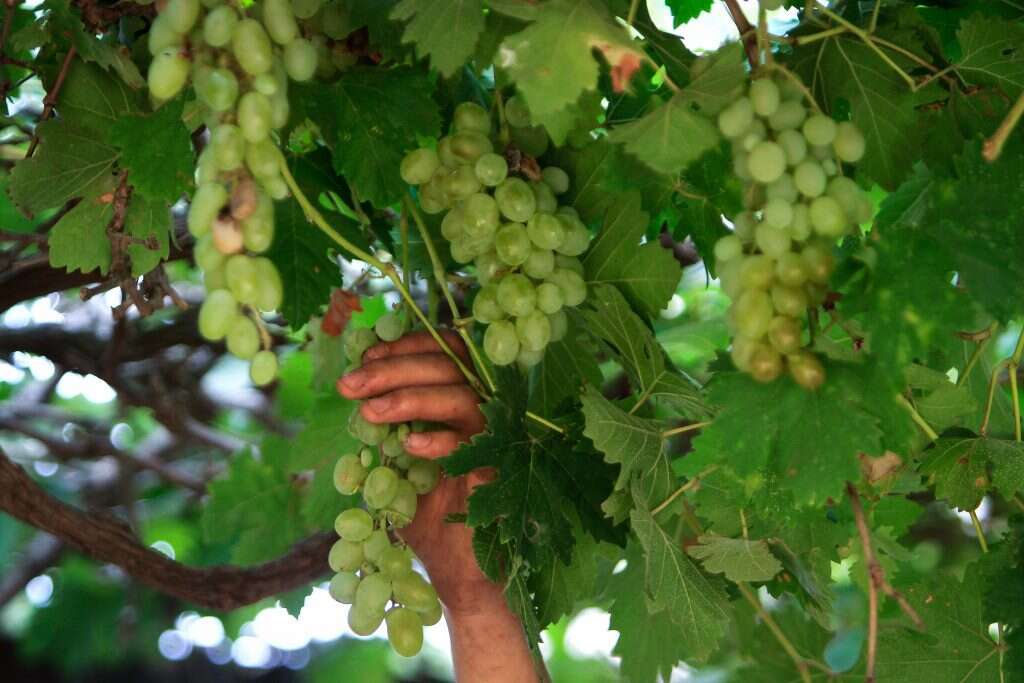 בציר ענבים. | נאסר אישתייה, פלאש 90