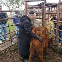 אדום פירושו חום. הרב יוסף צבי רימון עם העגלות האמריקניות האדומות. | המרכז לחקר הפרה האדומה