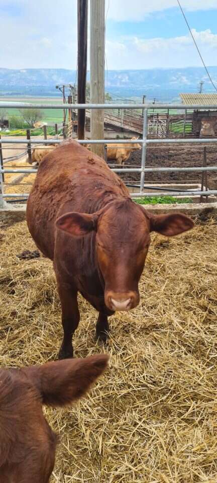 פרה אדומה. | המרכז לחקר הפרה האדומה