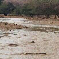 חי בר יוטבתה לאחר הגשם. | זיו וידן, רשות הטבע והגנים