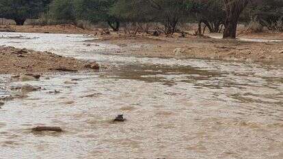חי בר יוטבתה לאחר הגשם. | זיו וידן, רשות הטבע והגנים
