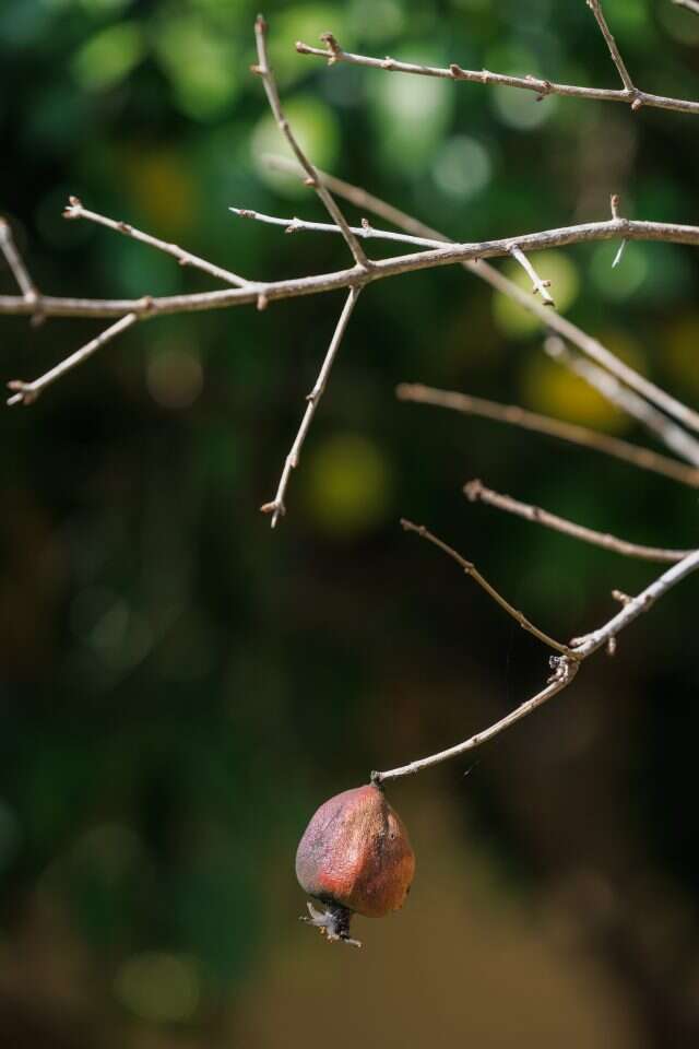 ברוך גרינברג