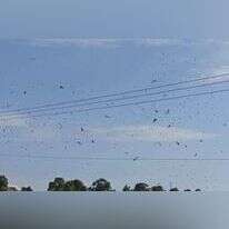 חסידות בשמי הארץ. | שימי בנימין, החברה להגנת הטבע