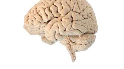 מוח. | שאטרסטוק מוח. | שאטרסטוק