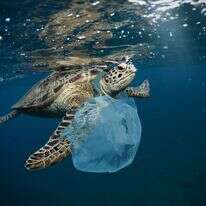 צב ים. | שאטרסטוק