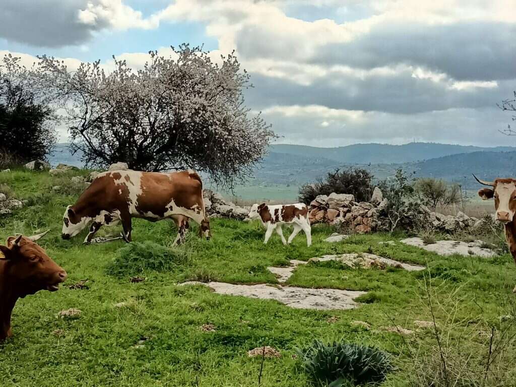 שביל הגבעות הדרומיות של מודיעין. | מרכז סיור ולימוד בשבילוד