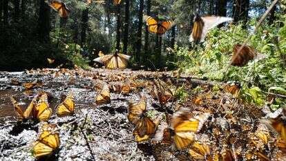 Kevin Sieff., Washington Post