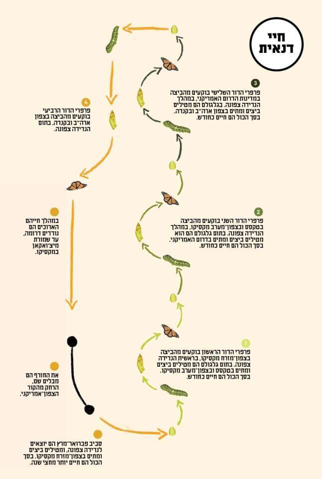 איור: דגנית רודובסקי
