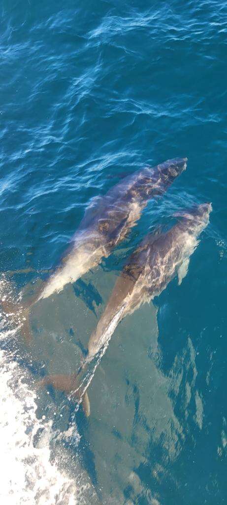 איליה בסקין וזיו נדר, רשות הטבע והגנים