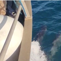 הדולפינים. | איליה בסקין וזיו נדר, רשות הטבע והגנים