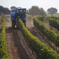 בציר ענבים ברמת הגולן. | מאור קינסבורסקי, פלאש 90
