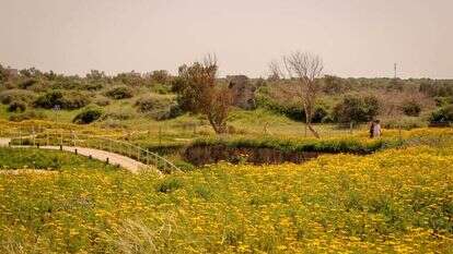 פריחה. | גרשון אלינסון/פלאש 90