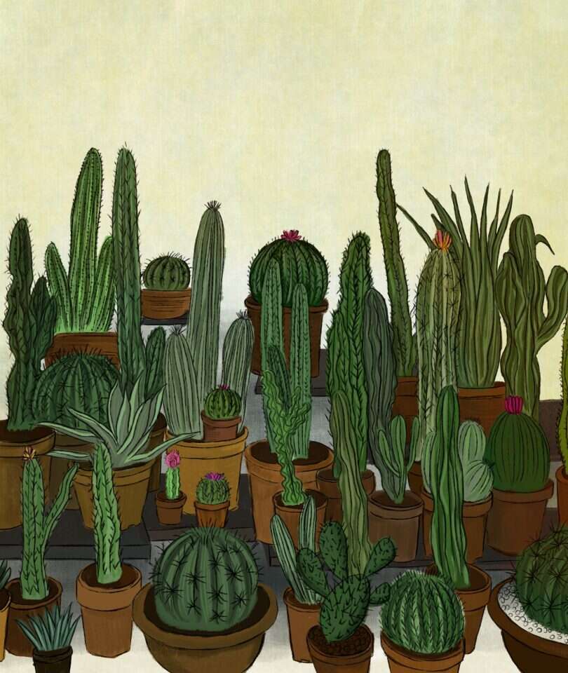 איור: שרון ארדיטי