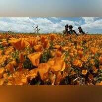 מרבדים שלא נראו שנים. הפרחים בקליפורניה, השבוע. | אי.פי.איי