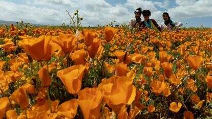 מרבדים שלא נראו שנים. הפרחים בקליפורניה, השבוע. | אי.פי.איי