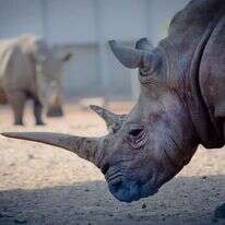 קרנפים, אילוסטרציה. | משה שי/פלאש 90