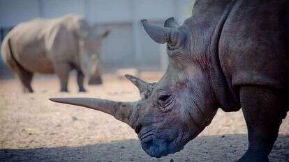 קרנפים, אילוסטרציה. | משה שי/פלאש 90