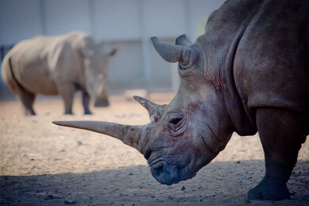 קרנפים, אילוסטרציה. | משה שי/פלאש 90