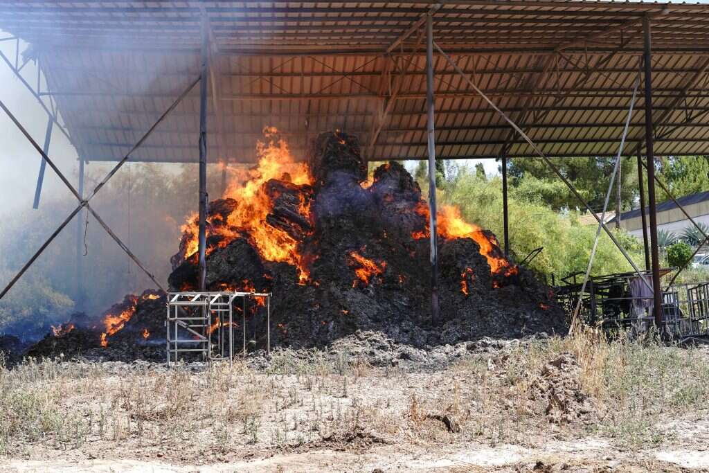 אנצ׳ו גוש - ג׳יני