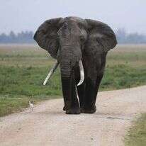 פיל, אילוסטרציה. | חיים שוחט/פלאש 90