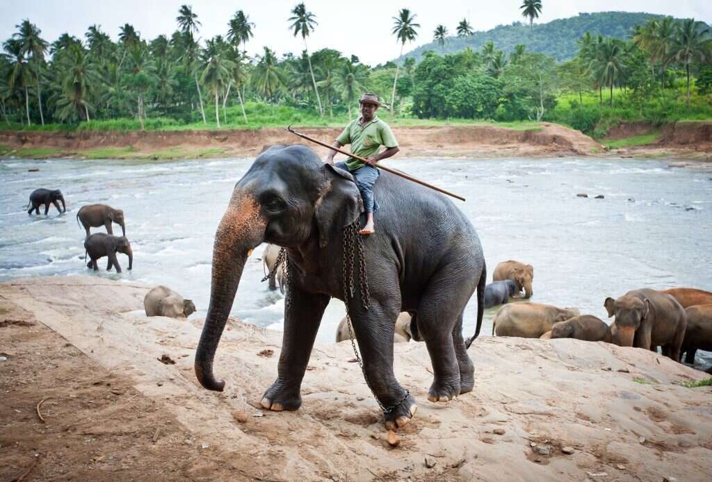 פיל אסיאתי, אילוסטרציה. | משה שי/פלאש 90 פיל אסיאתי, אילוסטרציה. | משה שי/פלאש 90
