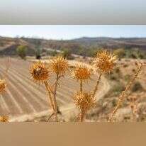 קוצים | שאטרסטוק