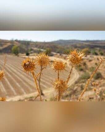 קוצים | שאטרסטוק