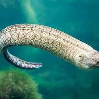 יש סברות שמקורו של הצלופח בחלל החיצון. צלופח מוריי ענק. | שאטרסטוק