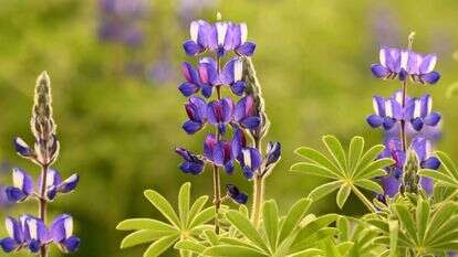 המדרש דורש לחוס על כבודו של התורמוס הצנוע והדל. תורמוסים בגדרה. | מנדי הכטמן, פלאש 90