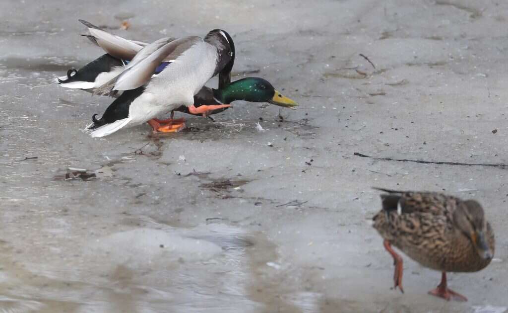 ברווזים. | EPA