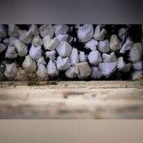 רש"י בוחר לפרש את ברכת הכהנים באמצעות הביטויים "יראה לך פנים שוחקות, פנים צהובות". ברכת כהנים בכותל, 2017. | מנדי הכטמן, פלאש 90