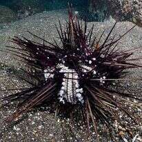 קיפוד גוסס. | דוברות אוניברסיטת תל אביב