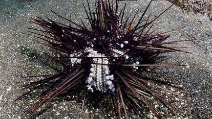 קיפוד גוסס. | דוברות אוניברסיטת תל אביב