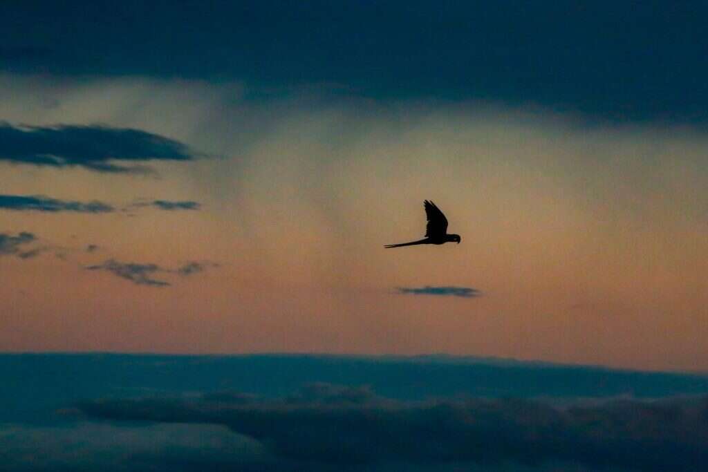 זן התוכים שבסכנת הכחדה. | Rafael Martins AFP