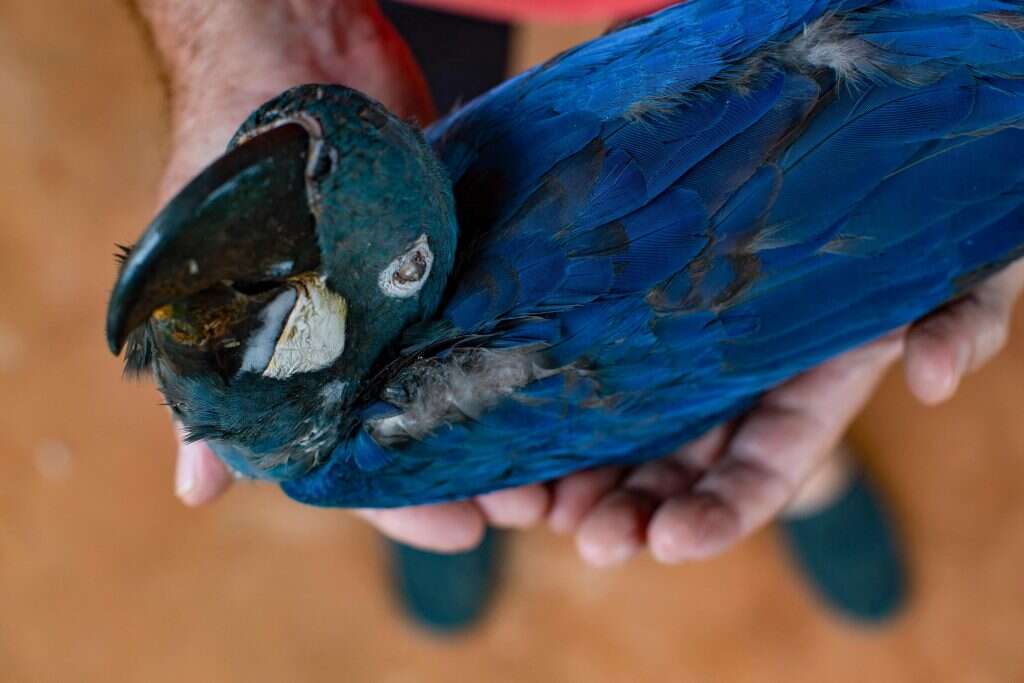 זן התוכים שבסכנת הכחדה. | Rafael Martins AFP