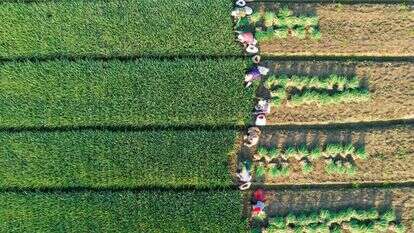 עובדים חקלאיים בשדות עירית | AFP עובדים חקלאיים בשדות עירית | AFP