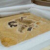 מאובן הדינוזאור שנגנב. | AFP PHOTO / MCTI / Raul VASCONCELOS"